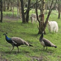 Couple de paons bleus cherchent leur nouvefamille