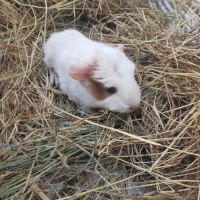 Cochon d'inde femelle