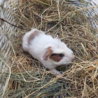 Femelle cochon d'inde