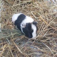 Femelle cochon d'inde