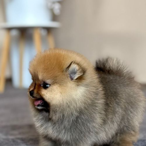 Sublime femelle poméranien extra miniature lof #3