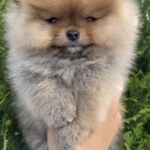 Sublime femelle poméranien extra miniature lof #5