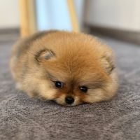 Sublime femelle poméranien extra miniature lof