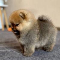 Sublime femelle poméranien extra miniature lof #2