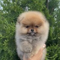 Sublime femelle poméranien extra miniature lof #4