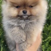 Sublime femelle poméranien extra miniature lof #5