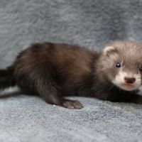 Furet putoisé #1