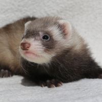 Furet putoisé