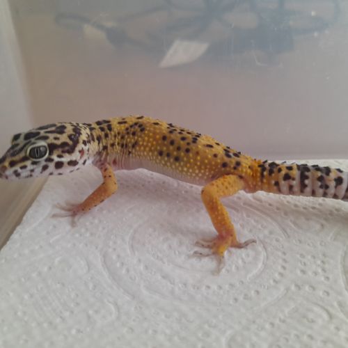 Jeunes gecko léopard de 10 mois #2