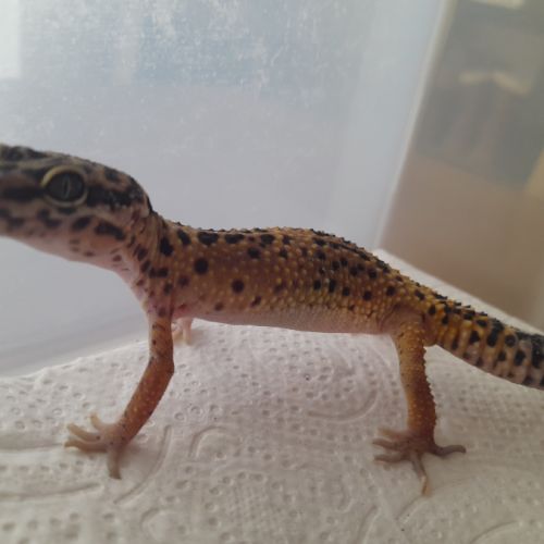 Jeunes gecko léopard de 10 mois #3