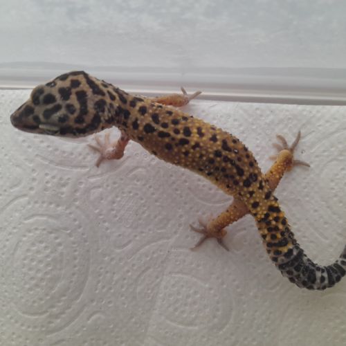 Jeunes gecko léopard de 10 mois #4
