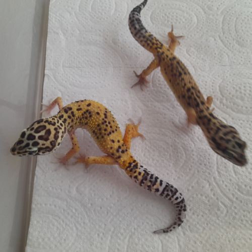 Jeunes gecko léopard de 10 mois #6