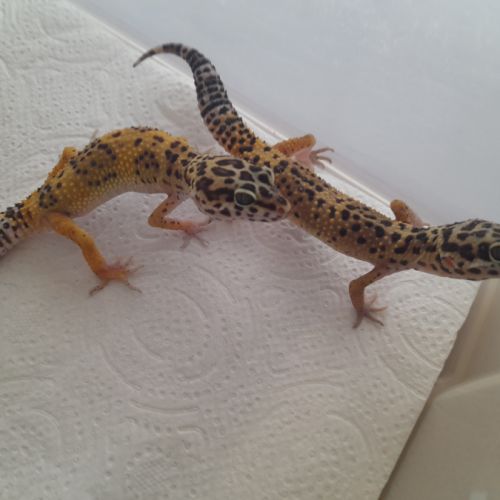 Jeunes gecko léopard de 10 mois #7