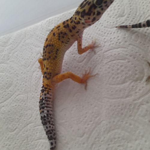 Jeunes gecko léopard de 10 mois #8