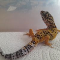 Jeunes gecko léopard de 10 mois #0