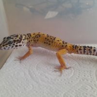 Jeunes gecko léopard de 10 mois #2