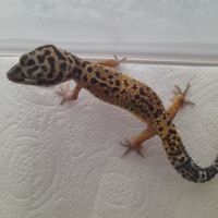 Jeunes gecko léopard de 10 mois #4