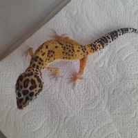 Jeunes gecko léopard de 10 mois #5