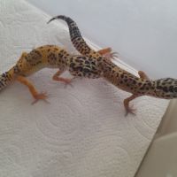 Jeunes gecko léopard de 10 mois #7