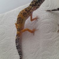 Jeunes gecko léopard de 10 mois #8