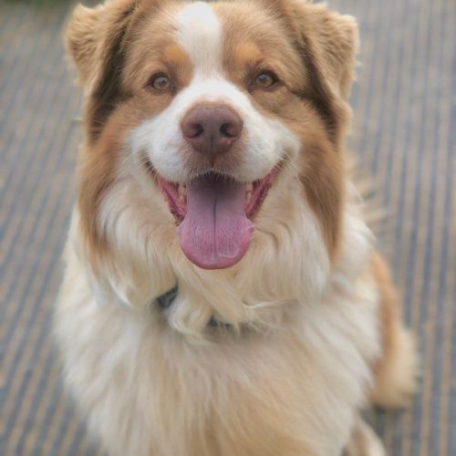 Saillie berger australien lof rouge tricolore #3