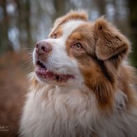 Saillie berger australien lof rouge tricolore