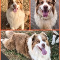 Saillie berger australien lof rouge tricolore #2