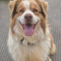 Saillie berger australien lof rouge tricolore #3