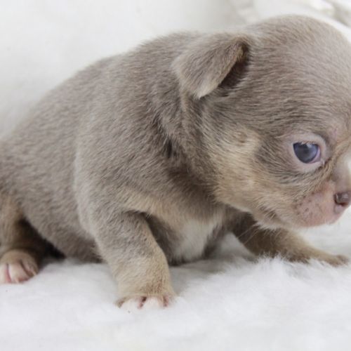 Sublimes chiots chihuahua mâles et femelles lof #1