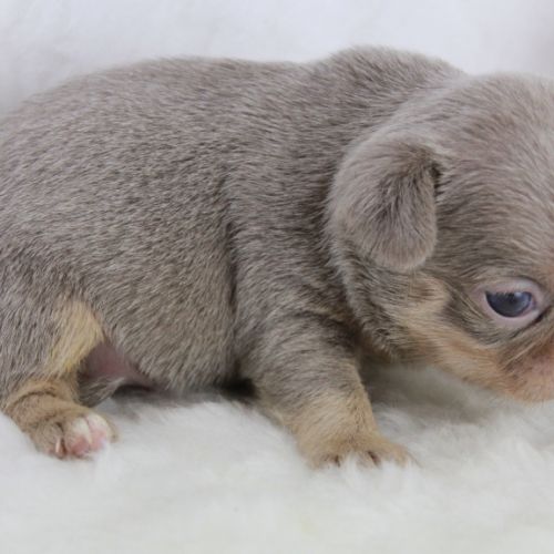 Sublimes chiots chihuahua mâles et femelles lof #4