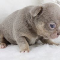 Sublimes chiots chihuahua mâles et femelles lof #1