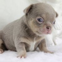 Sublimes chiots chihuahua mâles et femelles lof #2