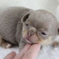 Sublimes chiots chihuahua mâles et femelles lof