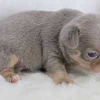 Sublimes chiots chihuahua mâles et femelles lof #4