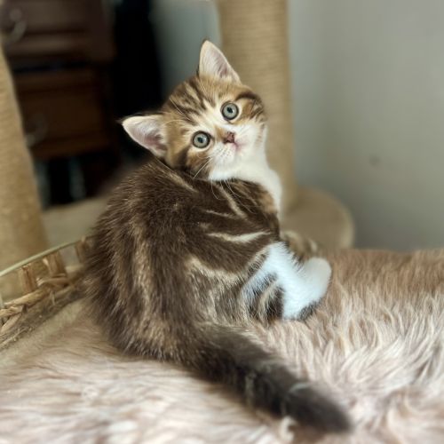 Scottish straight chatons #2