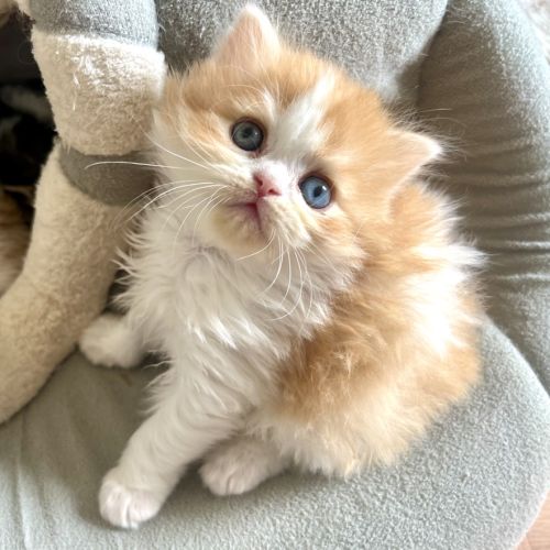 Scottish straight chatons #4