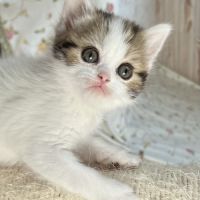 Scottish straight chatons #0