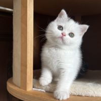 Scottish straight chatons #3