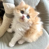 Scottish straight chatons #4