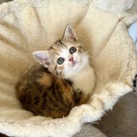 Scottish straight chatons #5