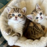 Scottish straight chatons #6