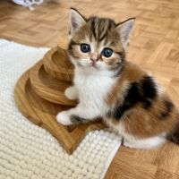 Scottish straight chatons #7