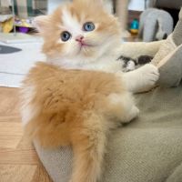 Scottish straight chatons #8