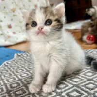 Scottish straight chatons #9