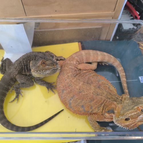 Pogonas avec terrarium #1