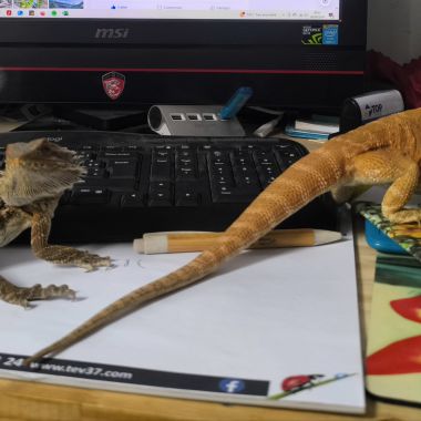 Pogonas avec terrarium #2