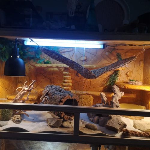 Pogonas avec terrarium