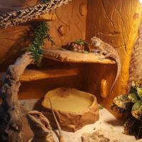 Pogonas avec terrarium #3