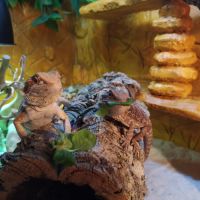 Pogonas avec terrarium #4
