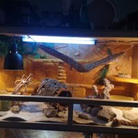 Pogonas avec terrarium #0